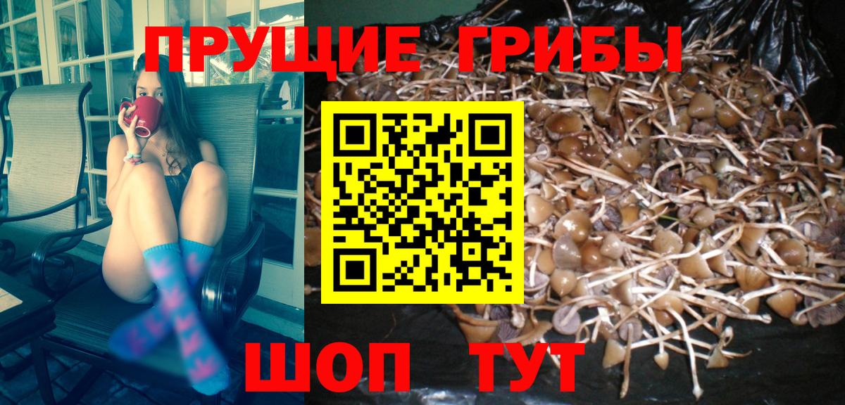 Псилоцибиновые грибы Psilocybe Донецк